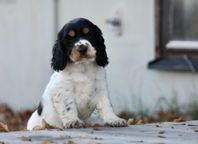 SKK Reg Cockerspaniel valpar 