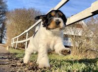 SKK Reg Cockerspaniel valpar 