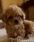 maltipoo