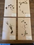 Fyra vackra herbarium blad från 1940-talet