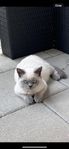 Brittish shorthair kattungar 6 månader