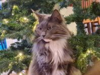 Maine Coon hona