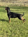 Rottweiler tik reg i skk