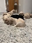 Multigenerations labradoodle