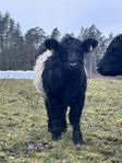 Belted Galloway kvigor