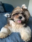 shih tzu valp