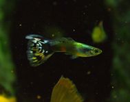 Dumbo guppy/Endler mix 