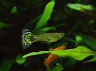 Guppy Mix (endler/dumbo)