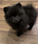 Pomeranian tikar 