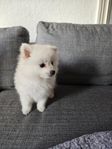 Pomeranian