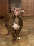 American bully - pocket hane 