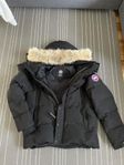 canada goose