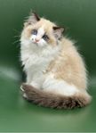 Ragdoll kattunge