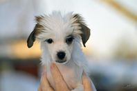 Chinese Crested dog valpar