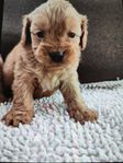 Cavapoo