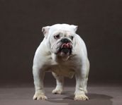 engelsk bulldog