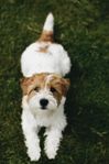 Jack Russell valpar