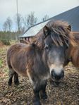 Shetlands ponny sto född 2024