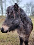 Shetlands ponny sto född 2024