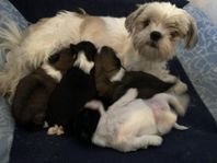 Ljuvliga Shih tzu /Lhasa apso valpar