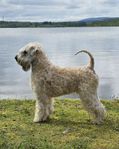 Fin Wheaten Terrier hane