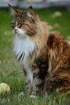 Maine coon