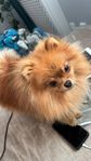 pomeranian