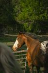 Appaloosa Mare 