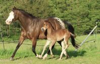 Appaloosa Mare 