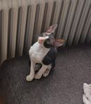 Cornish Rex 