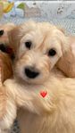 Goldendoodle Valpar 