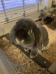 Mini lop hane