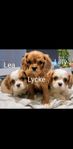 Underbara Cavalier King  Charles Spaniel Valpar