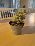 Planta av Pachyphytum oviferum (Moonstone) säljes