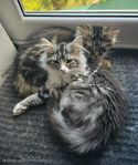 Maincoon kattungar (leveransklara)