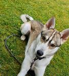 alaska husky/ vit hedehund omplacering 