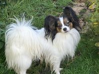 papillon hane 1 år