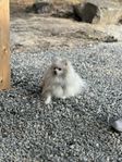 pomeranian 