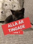 OBS! ALLA ÄR TINGADE! Mirakel-kullen 