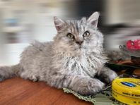 Lockig Selkirk Rex 