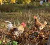 Lohman flock of three