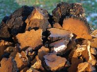 Chaga/sprängticka