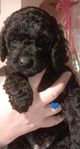 Mini/Medium Labradoodle valpar