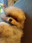 Pomeranian valp