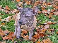 Xoloitzcuintle-valpar!