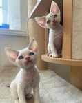 Devon Rex kattungar 