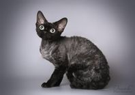 Devon Rex hona 