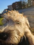 Irish softcoated wheaten terrier valpar 