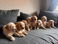 Golden / labrador retriever 