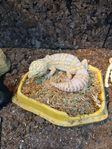 Leopardgecko hona med terrarium